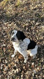 Incrocio bracco springer da tartufo