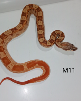Boa constrictor