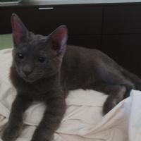 Gattina mix certosino