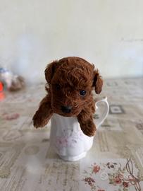 Barboncini mini toy