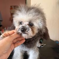 Barboncino grigio toy asiatico