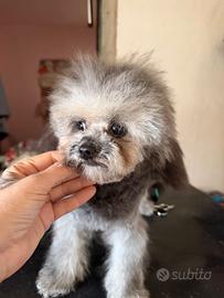Barboncino grigio toy asiatico