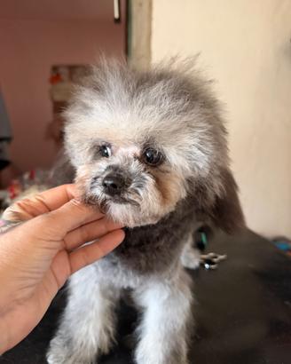 Barboncino grigio toy asiatico