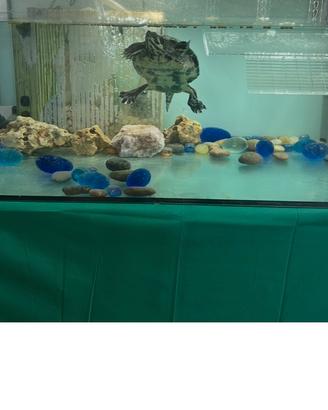 Acquario con filtro e mobiletto