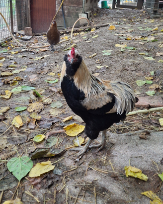 Gallo di razza