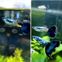 Guppy