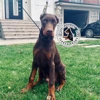 Maschio marrone di dobermann