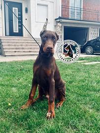 Maschio marrone di dobermann