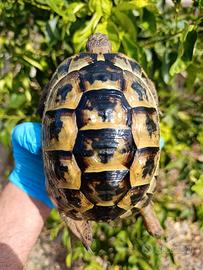 Testudo graeca femmina. Tartaruga Testudo greca