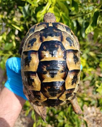 Testudo graeca femmina. Tartaruga Testudo greca