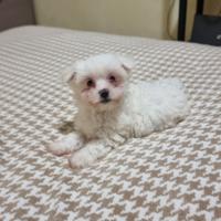 Cucciola di maltese