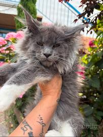 Cucciola Maine Coon