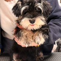 Cucciola di Schnauzer nero argento