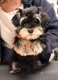 Cucciola di Schnauzer nero argento