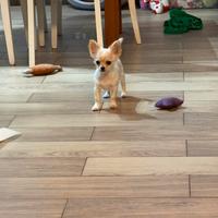 Cucciolo di chihuahua