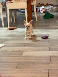 Cucciolo di chihuahua