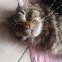 Cucciola di 8 mesi maine coon