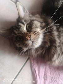 Cucciola di 8 mesi maine coon