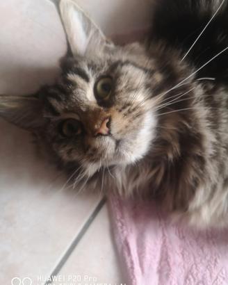 Cucciola di 9 mesi maine coon Torino centro