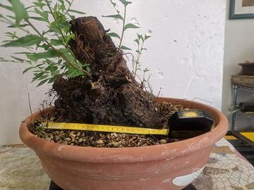 prebonsai olmo pumila