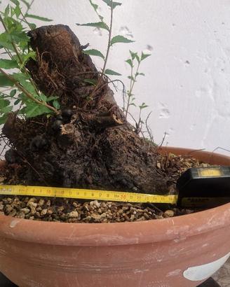 prebonsai olmo pumila