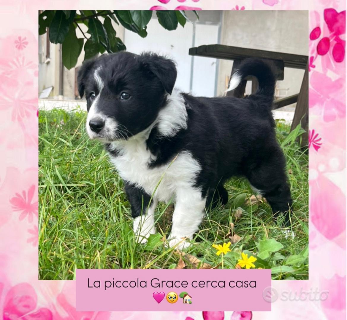 Cucciolo di border collie con pedigree - Animali In vendita a Pesaro e ...