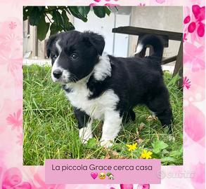 Cucciolo di border collie con pedigree