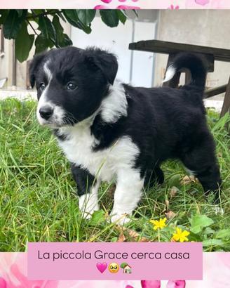 Cucciolo di border collie con pedigree