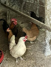 Galline nane e gallo