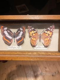 Bacheca con Farfalle di carta