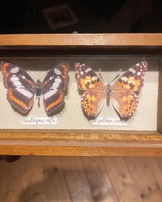 Bacheca con Farfalle di carta