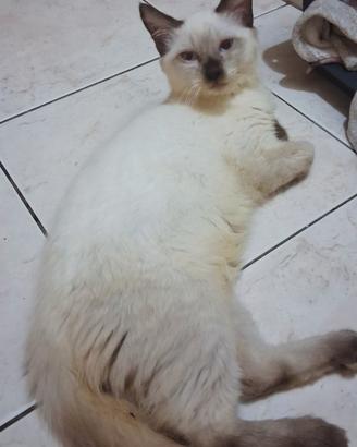Gattino mix don sphynx(genitori testati)