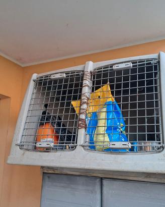 Kennel per cani Taglia media 70€