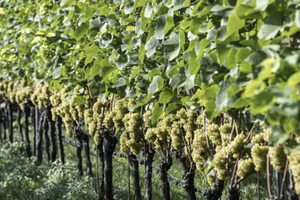 Terreno di 12000 mq "Trebbiano"