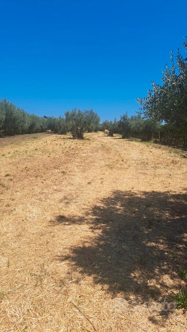 Splendido Uliveto Pianeggiante con Acqua - Vista 2