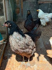 galline