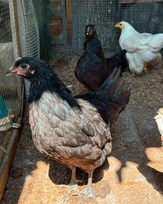 galline