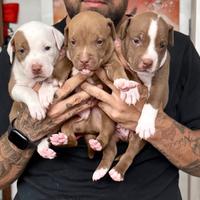Cuccioli di pitbull red nose