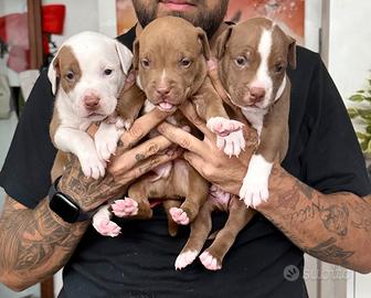 Cuccioli di pitbull red nose