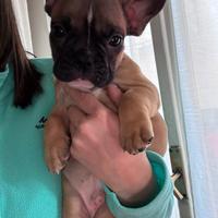 Disponibile cucciolo di bulldog francese