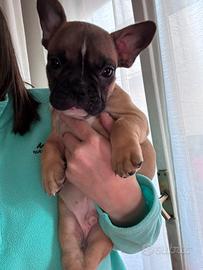 Disponibile cucciolo di bulldog francese