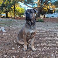 Cane corso maschio per monta