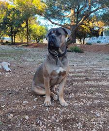 Cane corso maschio per monta