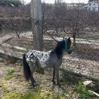 Mini Horse