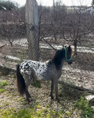 Mini Horse
