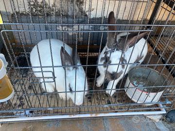 Coppia di coniglio papillon