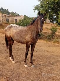 Cavallo puledro appaloosa