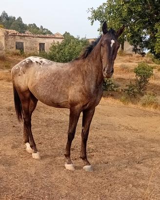 Cavallo puledro appaloosa