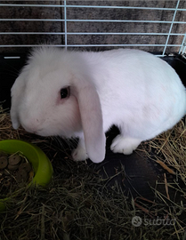 Coniglietto nano testa di ariete