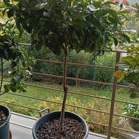  mandarini kumquat con vasi